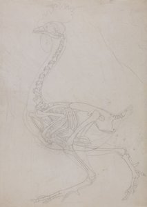 Esposizione anatomica comparativa della struttura del corpo umano con quella di una tigre e di un co...